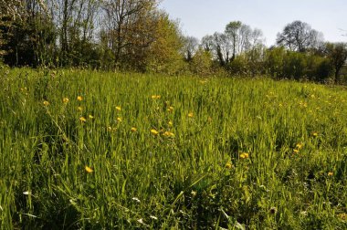 Baharda Normandiya 'da bir çayır.