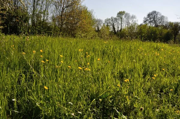 Baharda Normandiya 'da bir çayır.