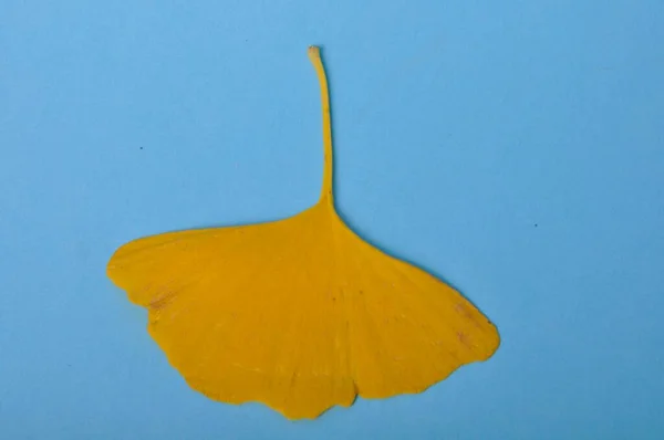 Ginkgo Biloba Leaf Blue Background — Stock Photo, Image