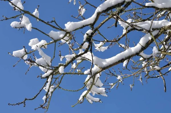 Una Rama Cubierta Nieve — Foto de Stock