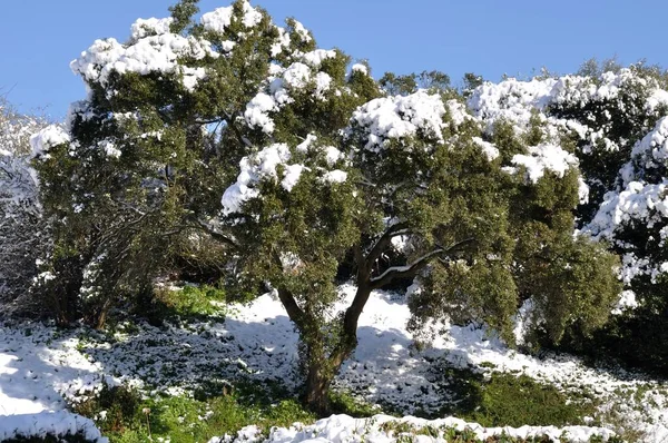 Árbol Bajo Nieve Bretaña — Foto de Stock