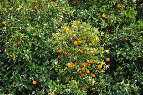 葡萄牙杜罗附近的橙树 — 图库照片