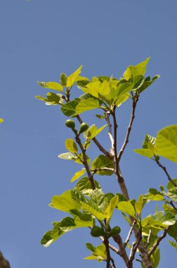 Portekiz, Avairo 'da incir ağacı