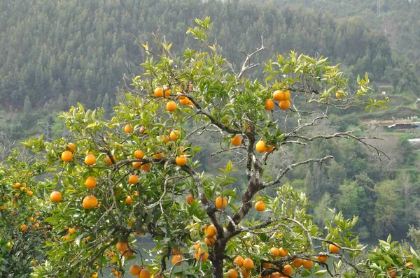 Orange Près Douro Portugal — Photo