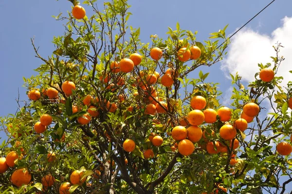 Ein Orangenbaum Portugal — Stockfoto