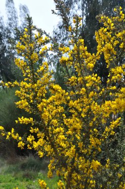 Portekiz 'de baharda akrep süpürgesi