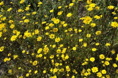 Portekiz 'de çiçek içinde Coleostephus myconis