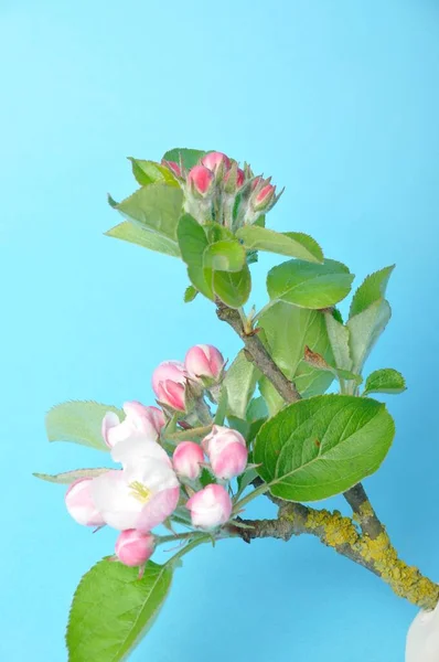 Apple Blossoms Blue Background — Stock Photo, Image