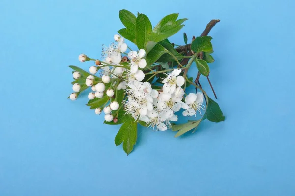 Hawthorn Flowers Blue Background — Stock Photo, Image