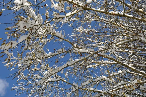 Una Rama Cubierta Nieve — Foto de Stock