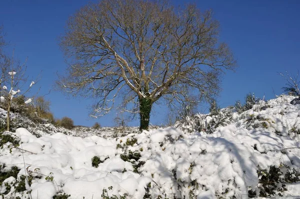 Árbol Bajo Nieve Bretaña — Foto de Stock