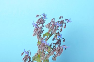 mavi arkaplandaki borage