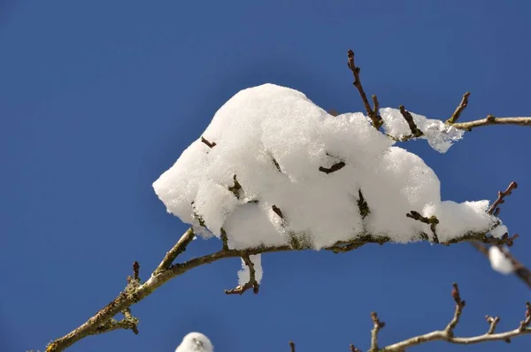 Дерево Снегом Бретани — стоковое фото