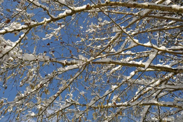 Ветка Покрытая Снегом — стоковое фото