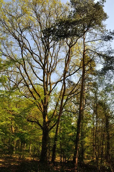 Foresta Comunale Saint Pierre Les Elbeuf — Foto Stock