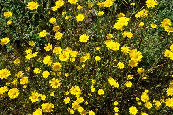 Coleostephus Myconis Kwiatach Portugalii — Zdjęcie stockowe