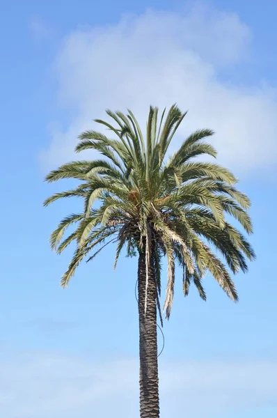葡萄牙Aveiro的棕榈树 — 图库照片