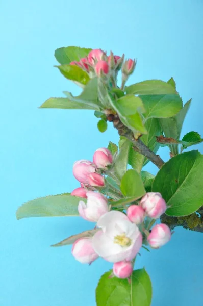 Äpple Blommor Blå Bakgrund — Stockfoto