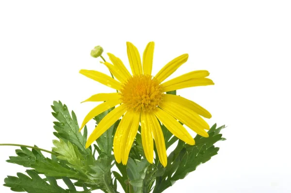 Gänseblümchen Auf Weißem Hintergrund — Stockfoto