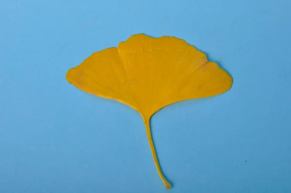 Ginkgo Biloba Leaf Blue Background — Stock Photo, Image