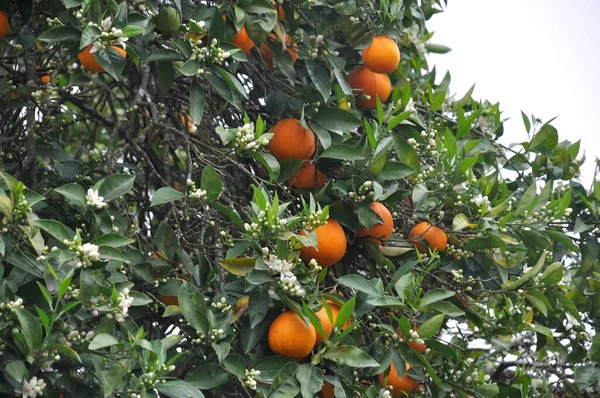 Orange Près Douro Portugal — Photo