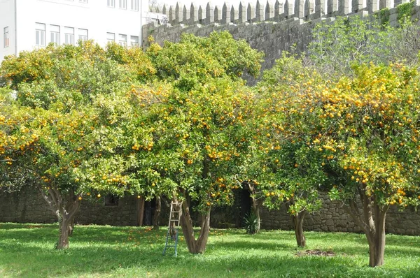 Orangenplantage Porto — Stockfoto