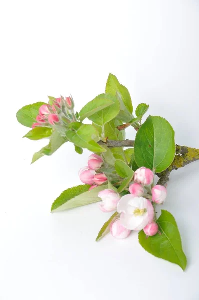 Apple Blossoms White Background — Stock Photo, Image