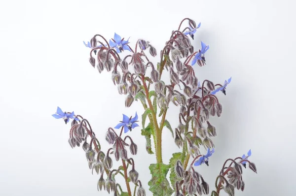 Borage White Background — Stock Photo, Image