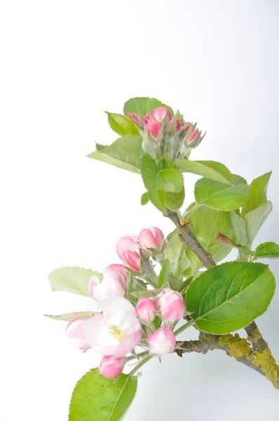 白地にアップルの花 — ストック写真