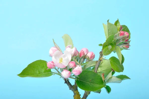 Apple Blossoms Blue Background — Stock Photo, Image