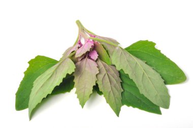 Beyaz arka planda Atriplex Hortensis, Chenopod