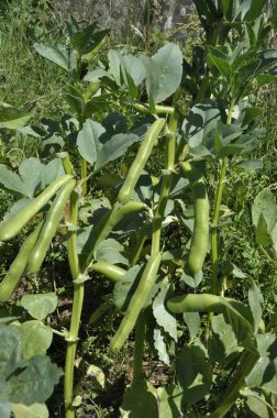 Bahçedeki geniş fasulye kabukları.