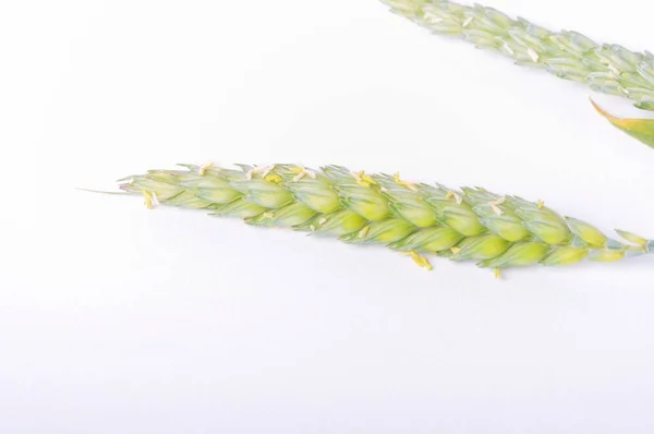 Пшеничные Уши Цвету Белом Фоне — стоковое фото