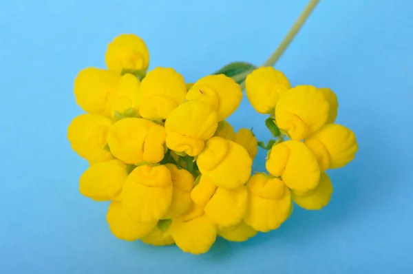 Calceolaria Flowers Blue Background — Fotografia de Stock