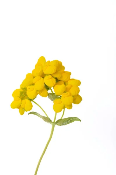 Calceolaria Flowers White Background — Fotografia de Stock