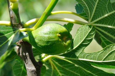 Britanya 'da bir bahçede incir