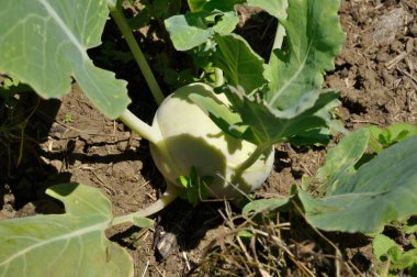 Bahçedeki Kohlrabi.