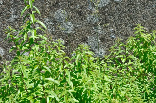 Lemon verbena bush in a garden