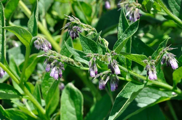 Kwitnący Comfrey Ogrodzie — Zdjęcie stockowe