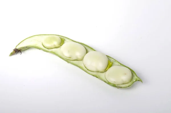 Broad Beans White Background Studio Shots — ストック写真