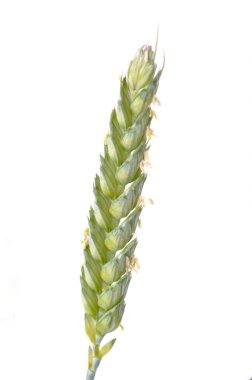 Beyaz arka planda çiçek açan buğday kulakları