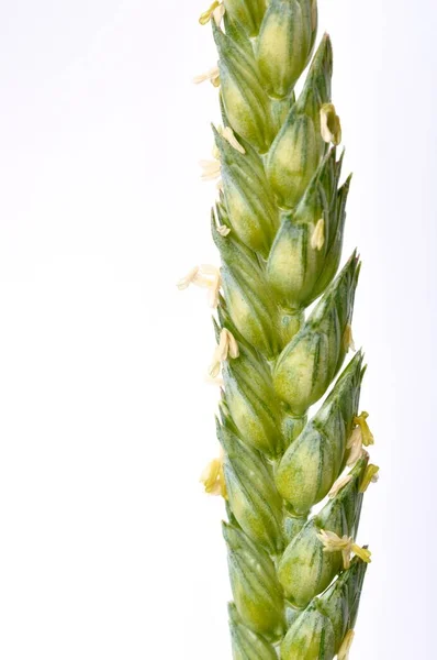 Tarwe Oren Bloei Een Witte Achtergrond — Stockfoto