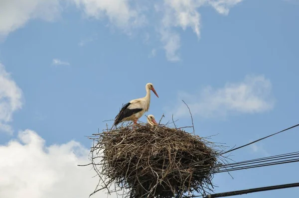 Avairo Stork Nest Portugal — Stock Photo, Image