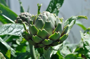 Brittany 'de bir bahçede enginar