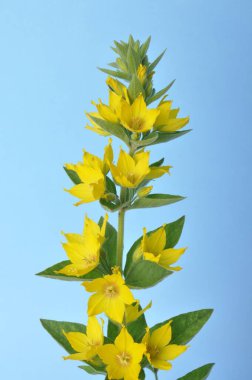 Mavi arka plan stüdyo çekimlerinde Lysdimachus