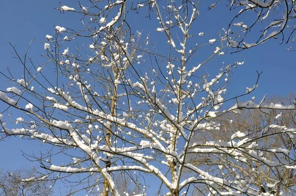 一根被雪覆盖的树枝 — 图库照片