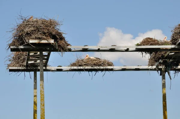 Avairo Stork Nest Portugal — Stock Photo, Image