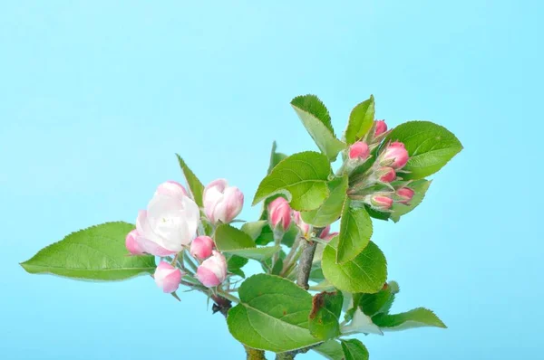 Apple Blossoms Blue Background — Stock Photo, Image