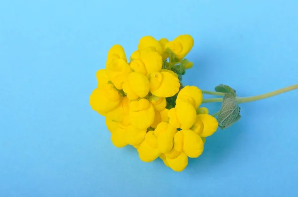 Calceolaria Flowers Blue Background — 图库照片