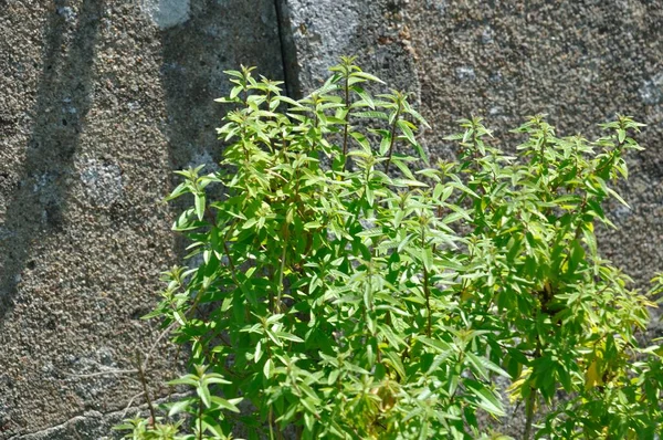 Λεμόνι Verbena Θάμνος Έναν Κήπο — Φωτογραφία Αρχείου